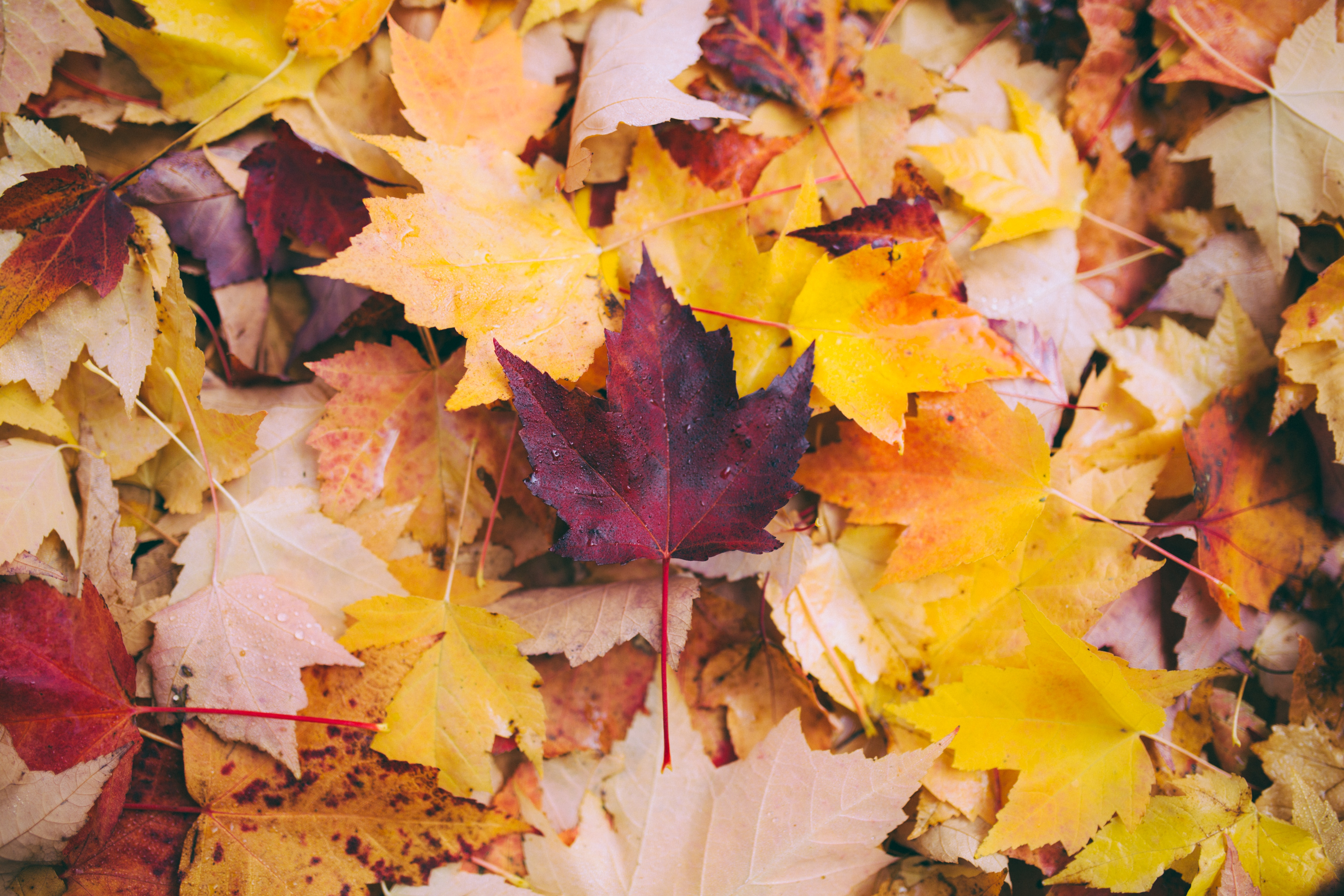 Fall leaves Photo by Greg Shield on Unsplash
